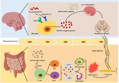 Microbiome-based therapies for Parkinson’s disease